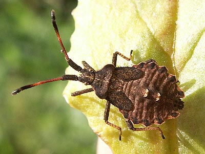 Enoplops scapha nymph