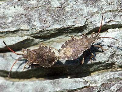 Enoplops scapha