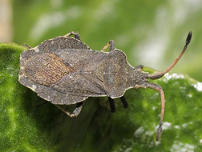 Enoplops scapha