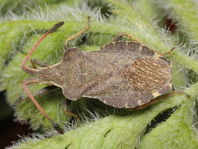 Enoplops scapha