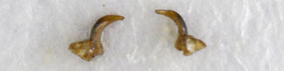 Nysius thymi male parameres