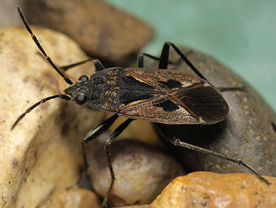 Rhyparochromus pini