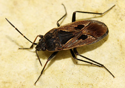 Rhyparochromus pini