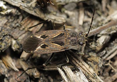 Rhyparochromus pini