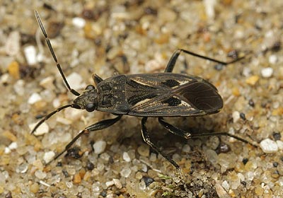 Rhyparochromus pini