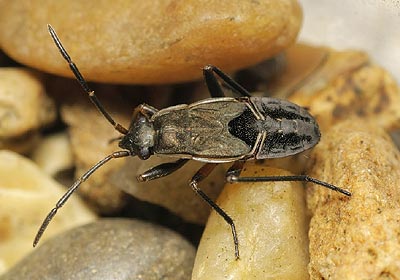 Rhyparochromus pini nymph
