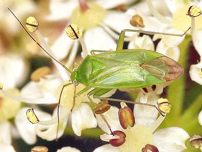 Lygocoris pabulinus