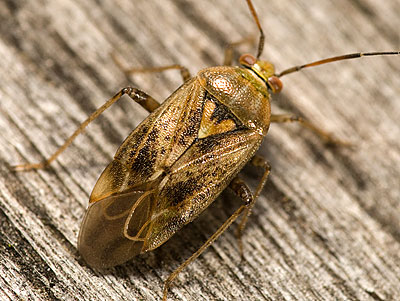 Lygus rugulipennis