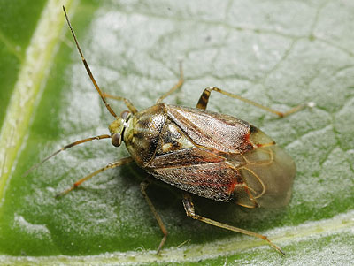 Lygus rugulipennis Tarnished Plant Bug