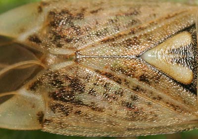 Lygus rugulipennis