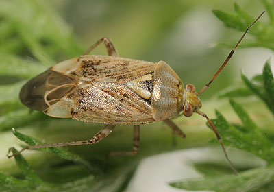 Lygus rugulipennis
