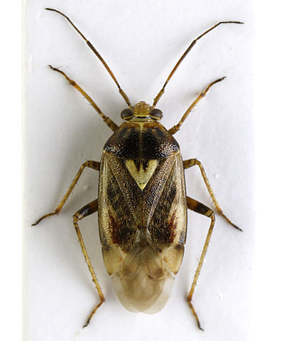 Lygus rugulipennis