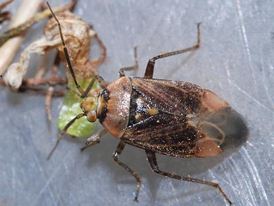 Lygus rugulipennis