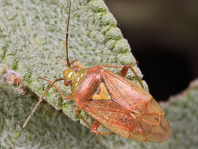 Lygus rugulipennis