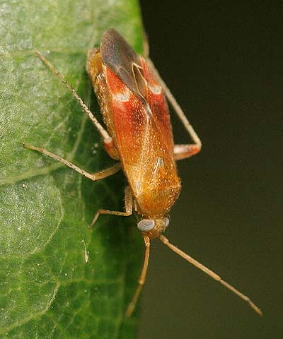 Psallus varians