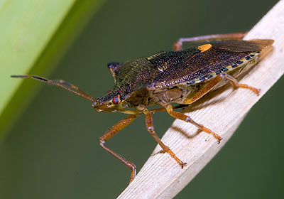 Pentotoma rufipes Red-legged Shieldbug