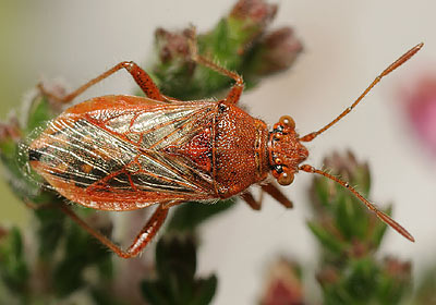 Rhopalus parumpunctatus