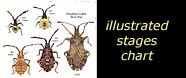 see illustrated life stages chart