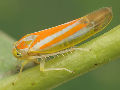 Alebra albostriatella
