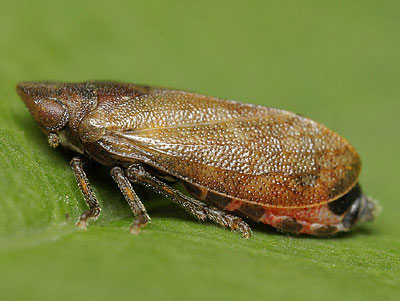 Tettigometra impressopunctata