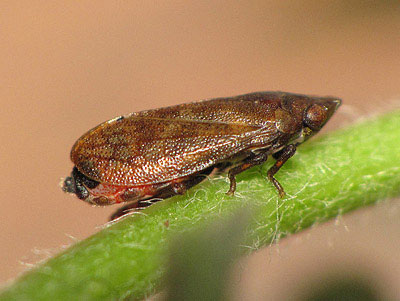 Tettigometra impressopunctata