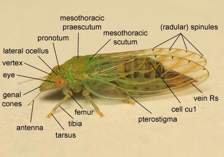 Homoptera: Psyllidae (Jumping Plant Louse)