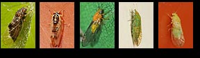 Checklist of UK Psylloidea