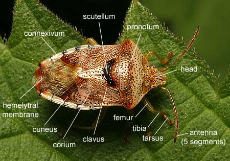 Heteroptera: Pentatomidae (Shieldbug)